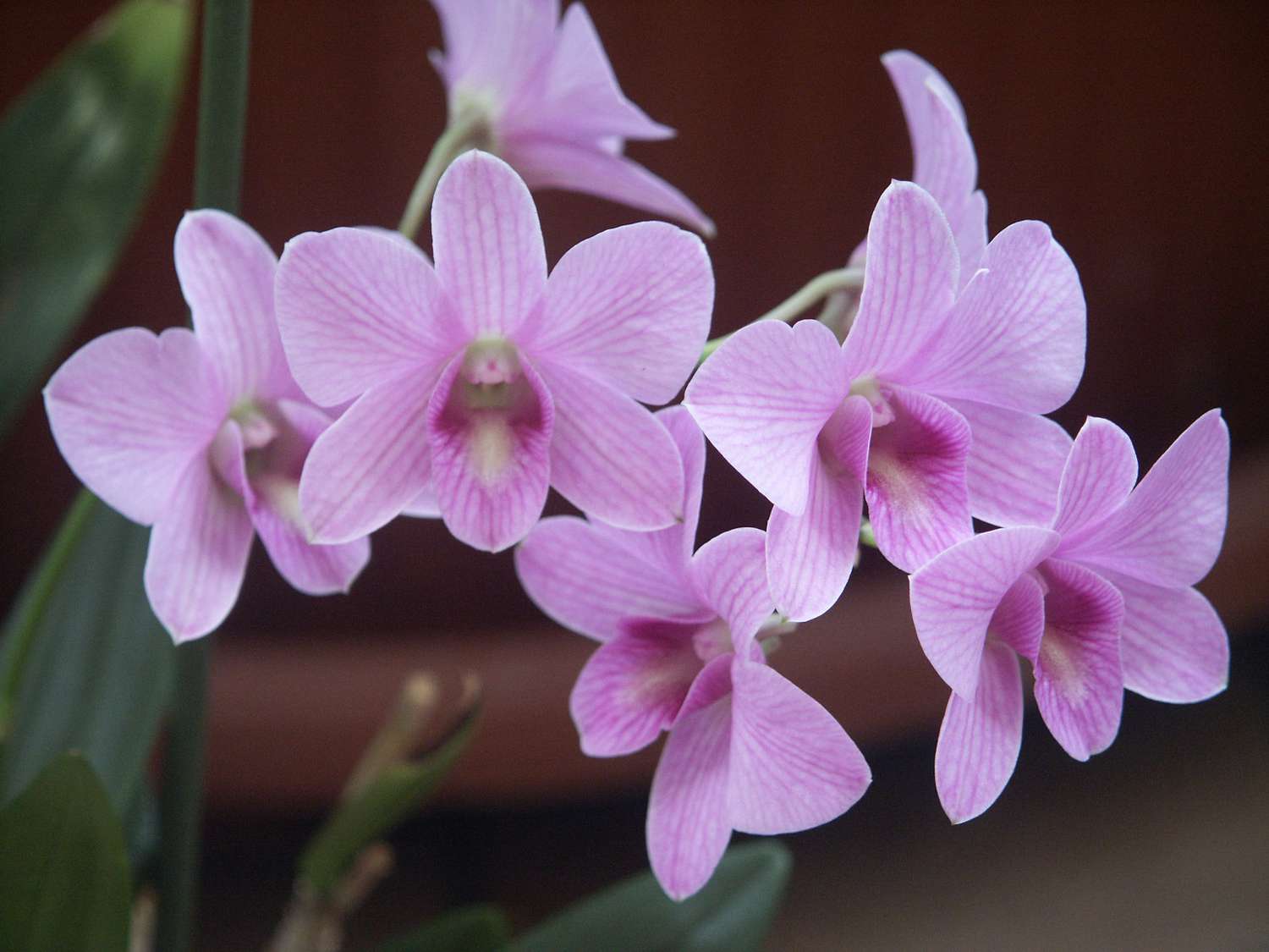 Anggrek Dendrobium